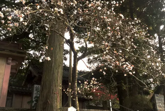 秋シーズン