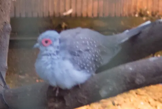ウズユキバト
