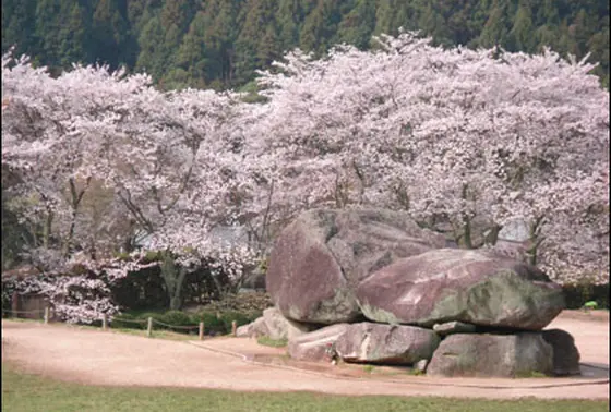 桜の風景