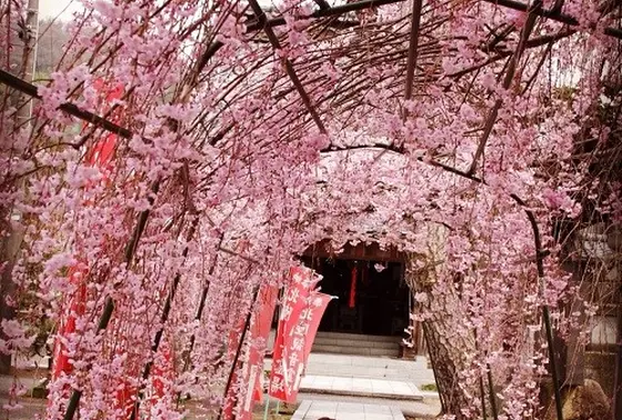 桜のアーチ！