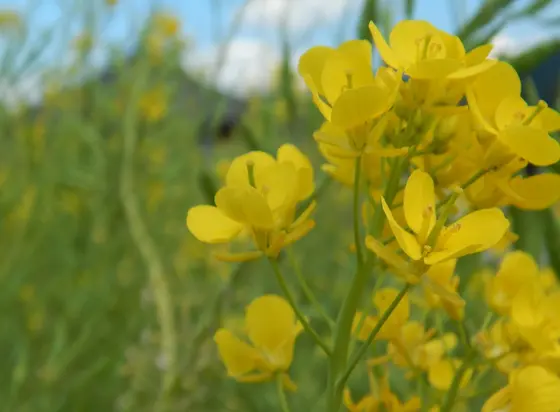 飛鳥と明日香…何が違う？