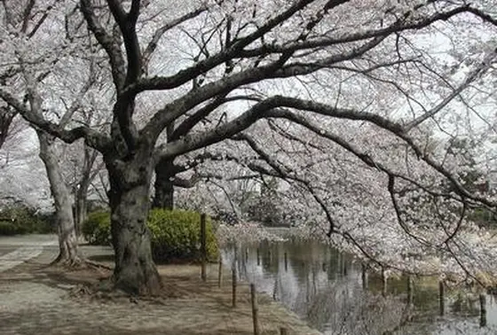 春にはお花見スポットに。