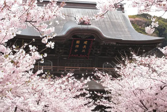 桜がきれいな時期でした
