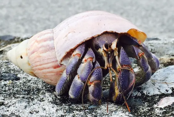 ヤドカリ