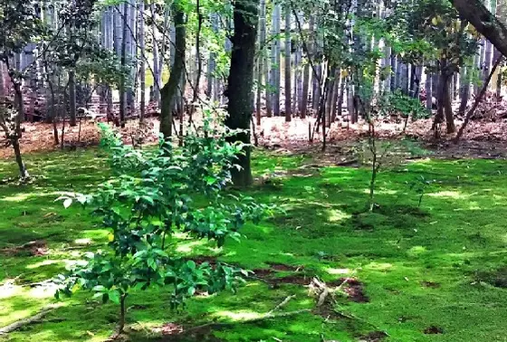 苔むした庭も風情があります