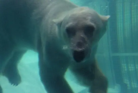 ホッキョクグマのお食事タイム