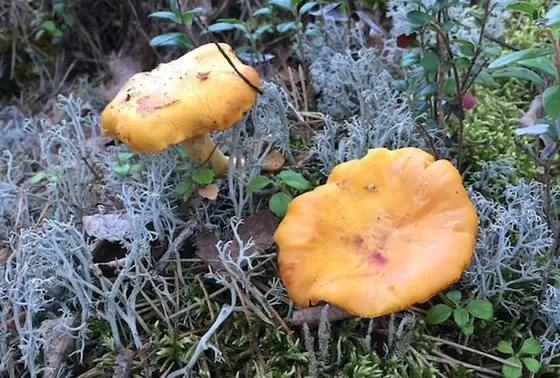 美味しいキノコ