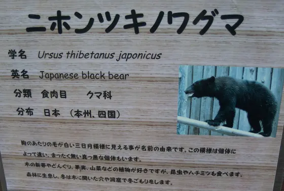 ニホンツキノワグマ