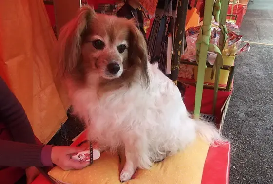 屋台の看板犬