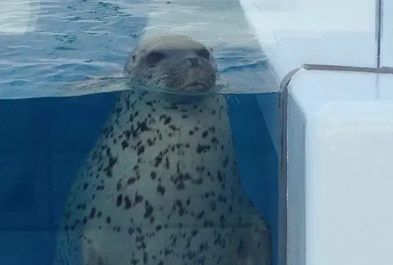 ごまアザラシ