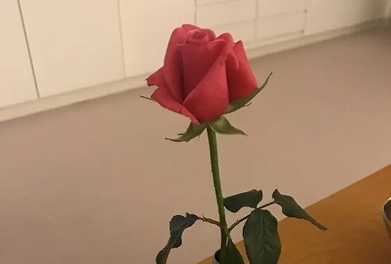 いつも1本買ってホテルの部屋に飾ってます🌷