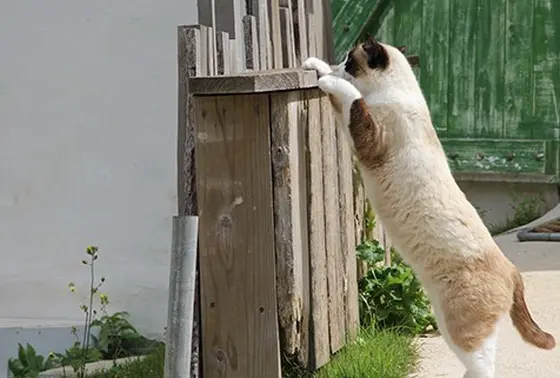 看板ネコさん