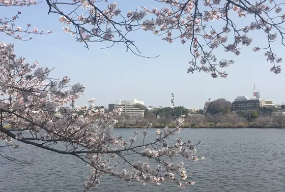 桜の時期