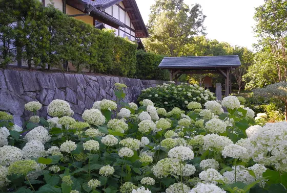 花の季節は様々な花が咲く