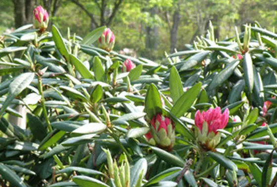 全国石楠花公園