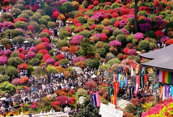 つつじ祭り開催中
