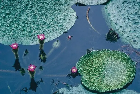 平の沢池のオニバス