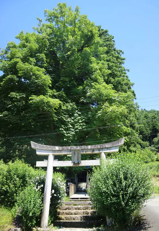 樹齢400年を超える巨木