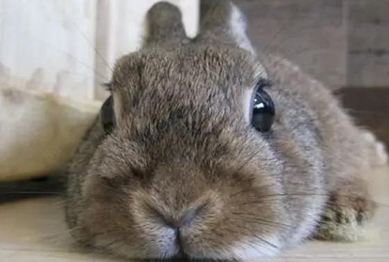 うさぎ