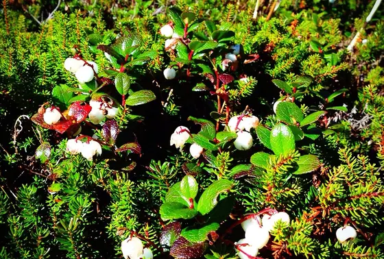 色とりどりの高山植物