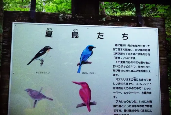動物たち