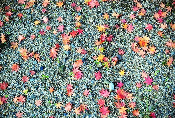 糺の森