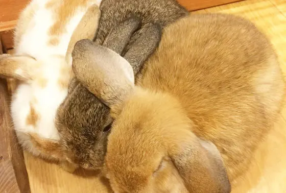 ウサギに癒されよう🐰👋