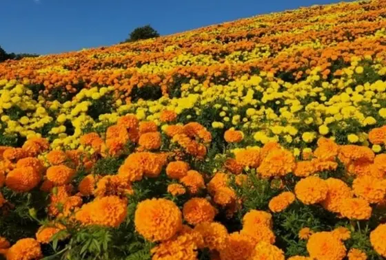 マリーゴールド