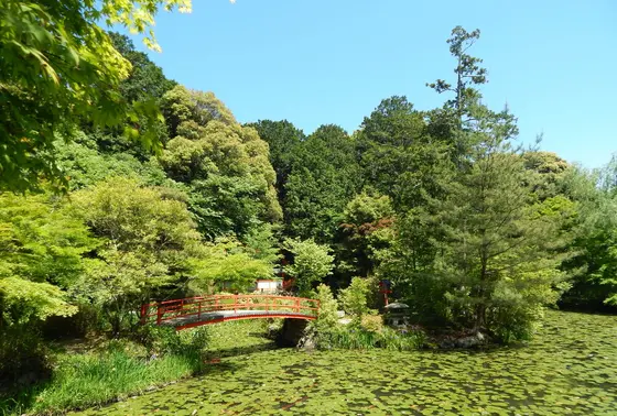鯉沢の池