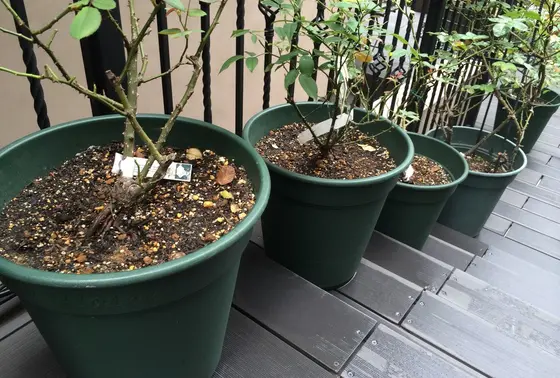 緑の鉢植え