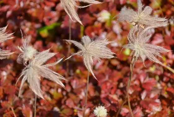 チングルマの紅葉