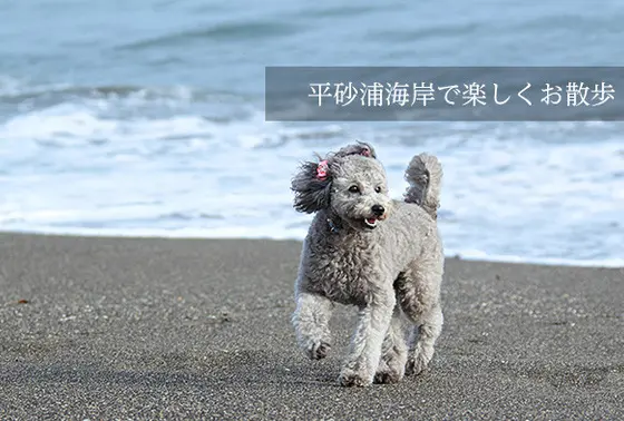 正面の平砂浦海岸