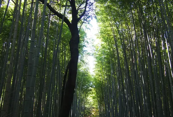 竹林の道
