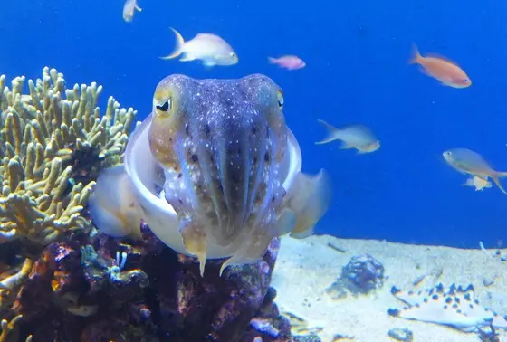 コブシメ