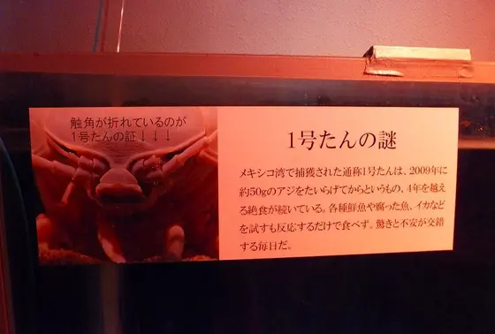 1号たん(公式)