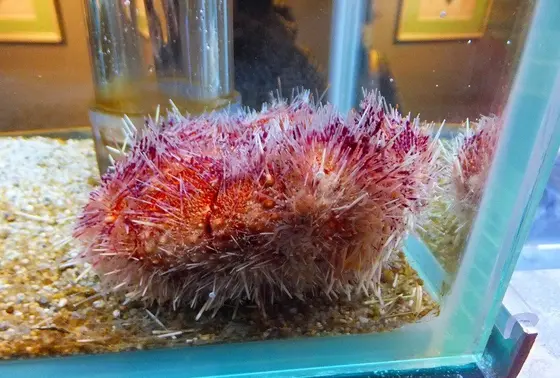 毒饅頭