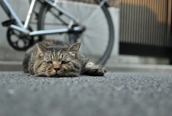 お昼寝するねこさん