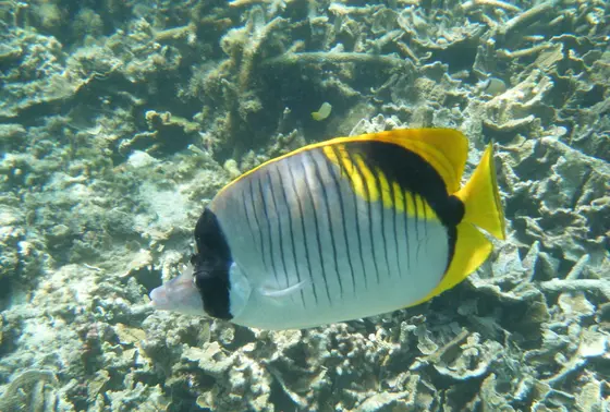 サンゴと熱帯魚
