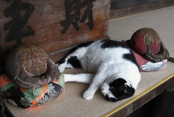 猫住職の大智院