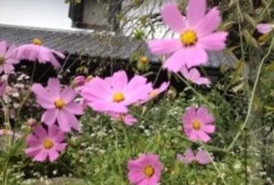 境内のコスモス