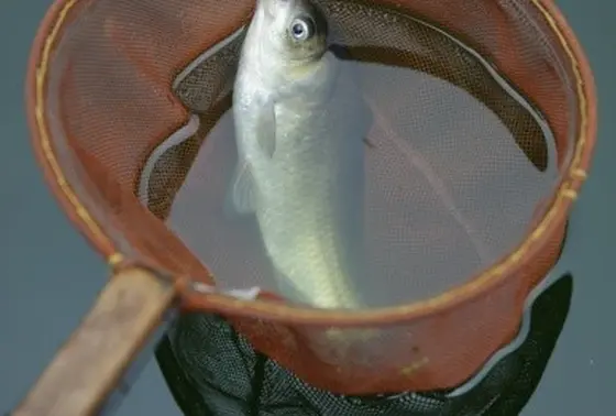 ヘラブナ釣り