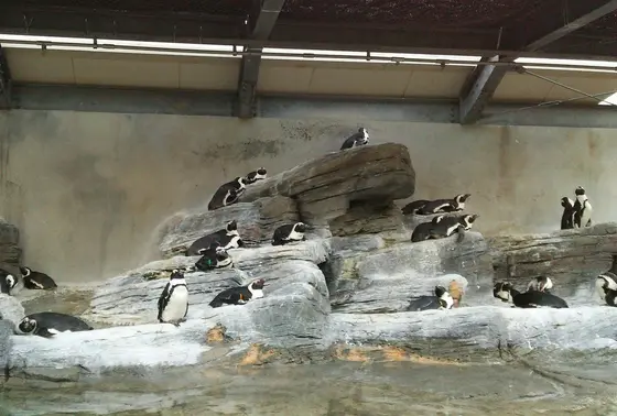 ペンギン🐧