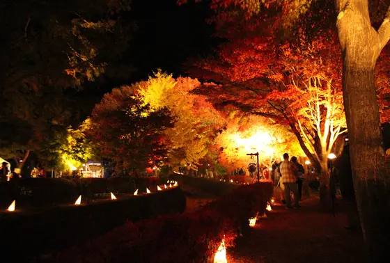 夜は紅葉ライトアップ