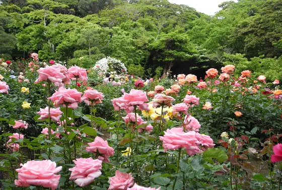 スポット内のおすすめ