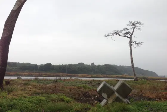 こんなところにテトラポットが