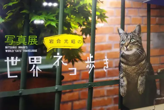 素敵な展示会をやっています。