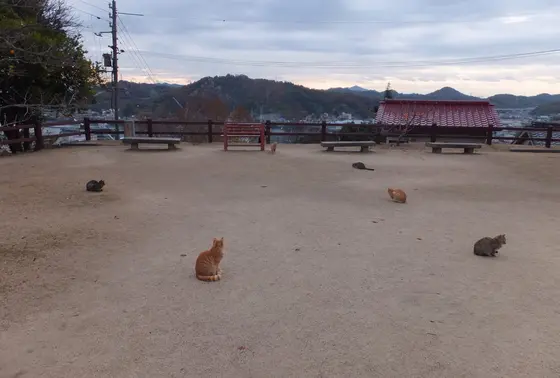 にゃんこの集会と遭遇！？