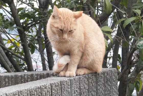猫の集まる公園の近くにて。