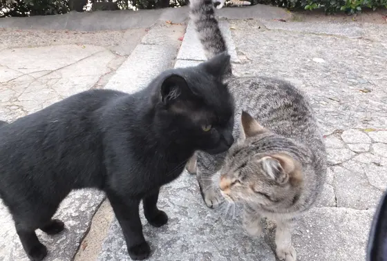 道端で戯れてる。