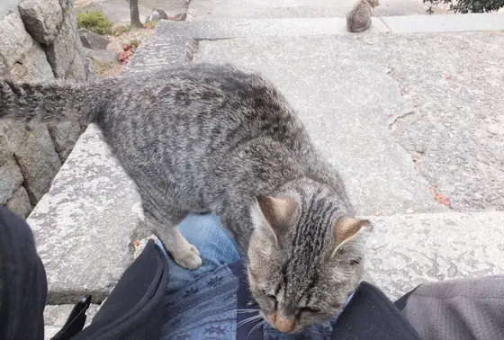 平気で上に乗ってきます。